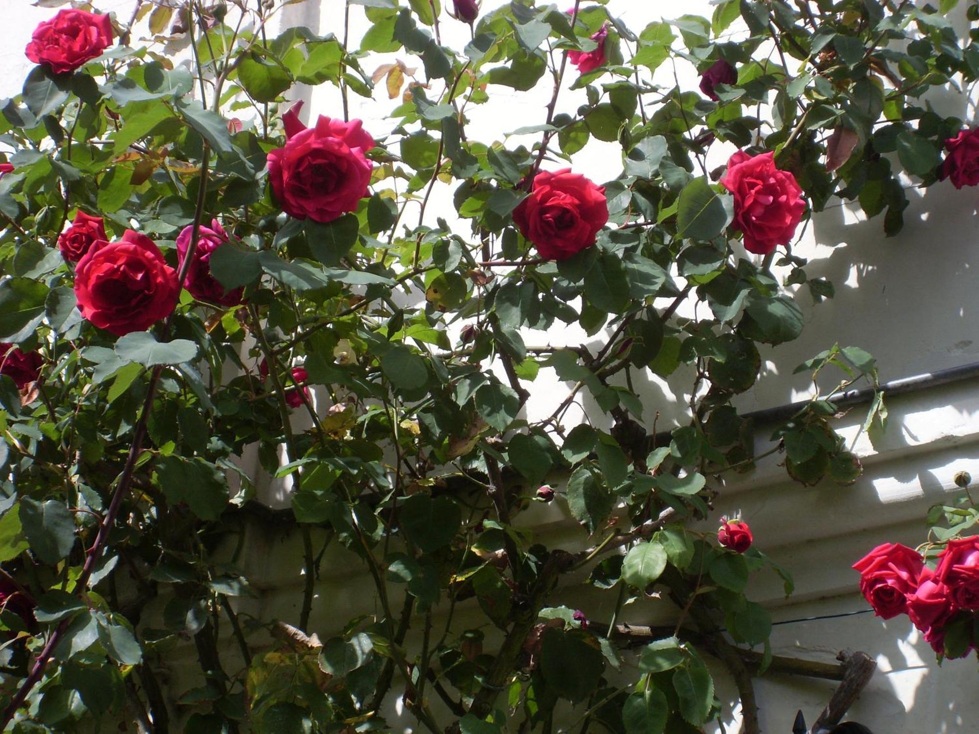 La Heraudiere Bed & Breakfast Tours Pokój zdjęcie